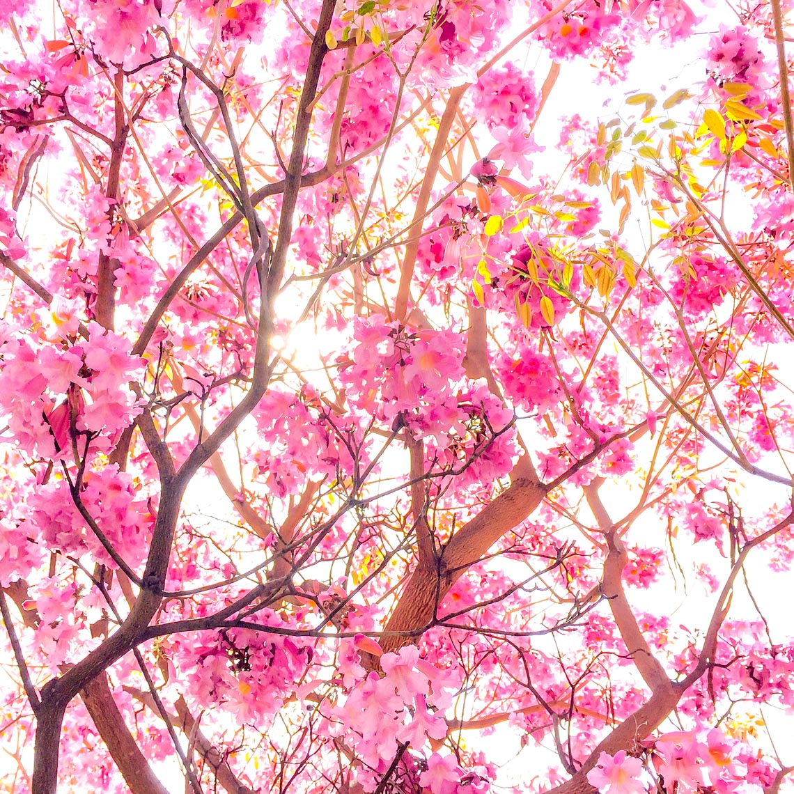 00059_Pear_Tree9x9Printed-2