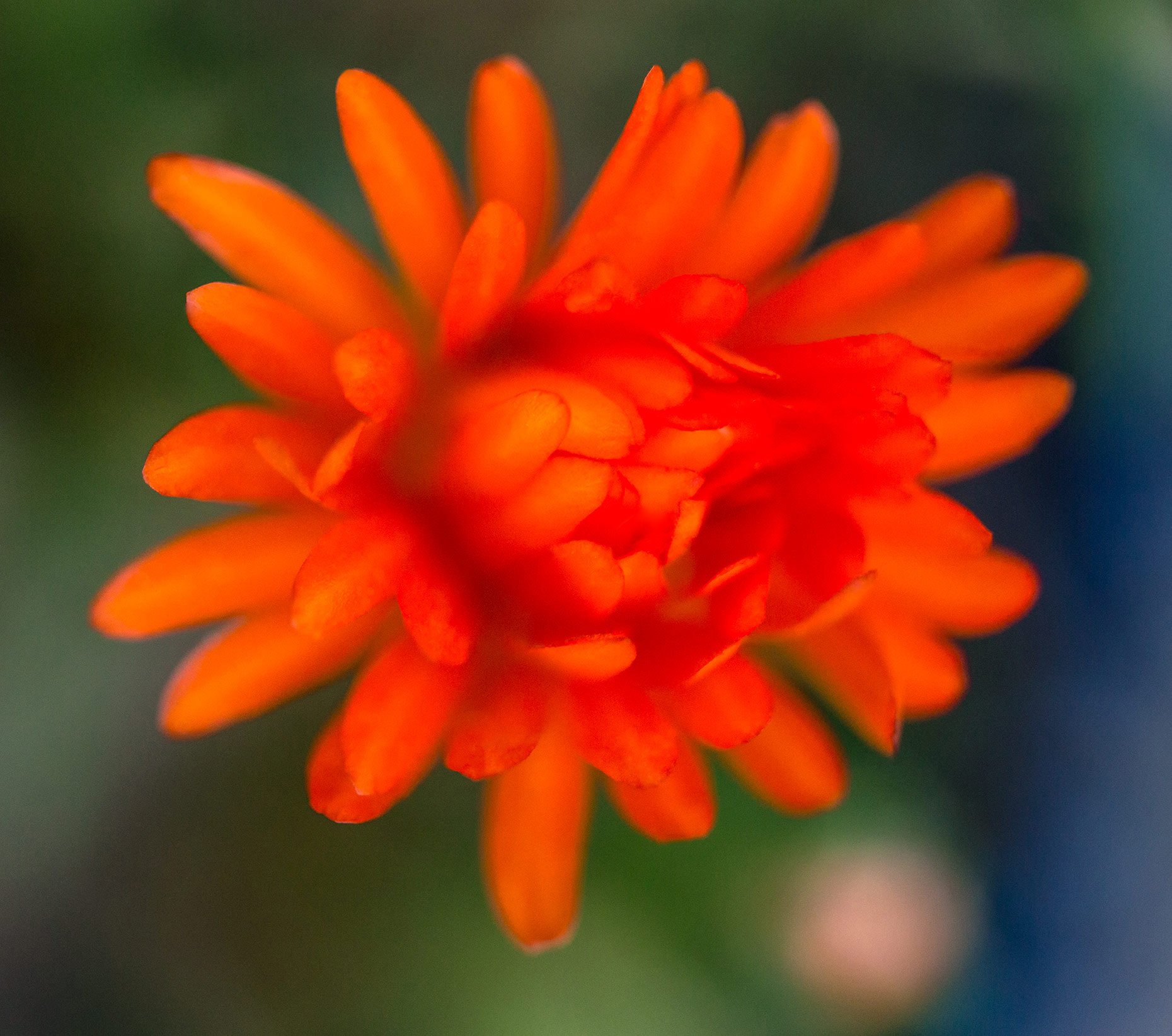 Orange-Petal-Flower20